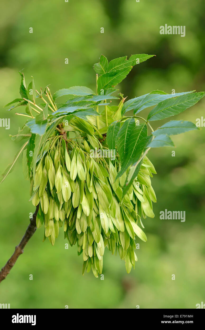 Common Ash (Fraxinus excelsior), fruits in spring, North Rhine-Westphalia, Germany Stock Photo