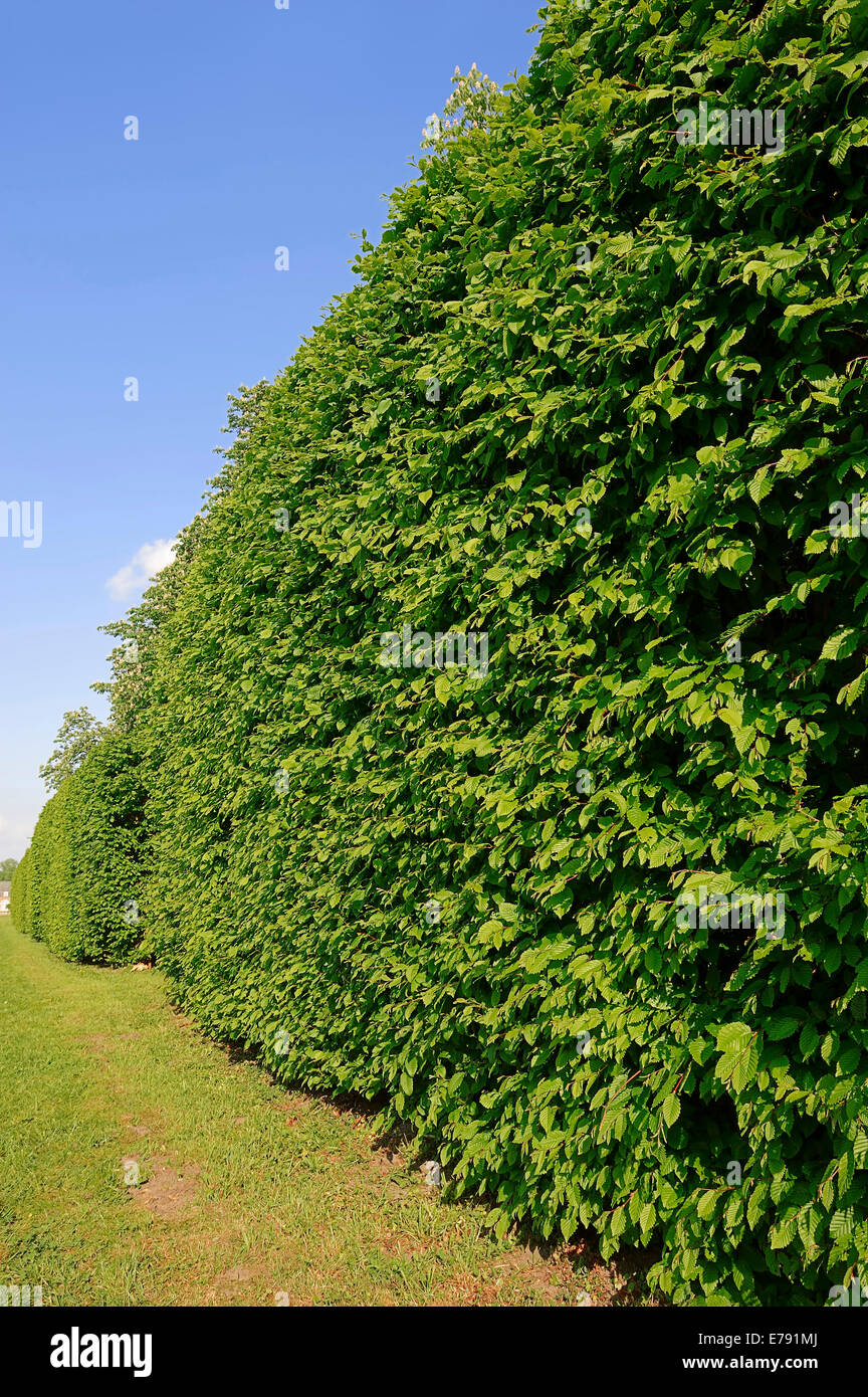 Common hornbeam (Carpinus betulus), hedge, North Rhine-Westphalia, Germany Stock Photo