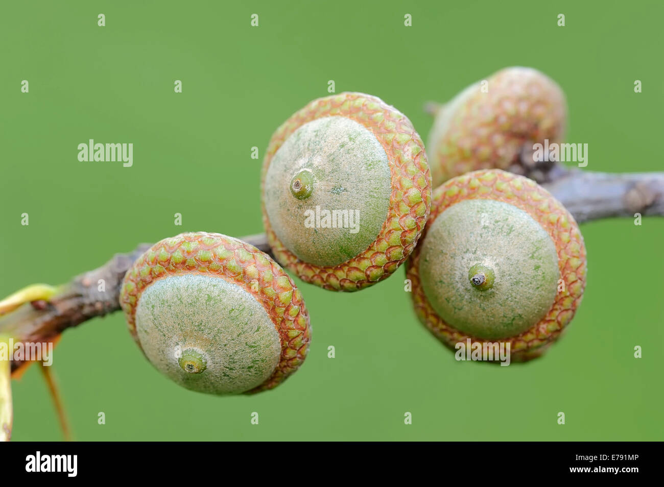 Northern Red Oak (Quercus rubra), acorns, North RhineWestphalia