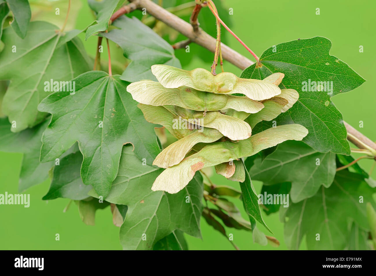 Field Maple (Acer campestre), leaves and fruit, North Rhine-Westphalia, Germany Stock Photo