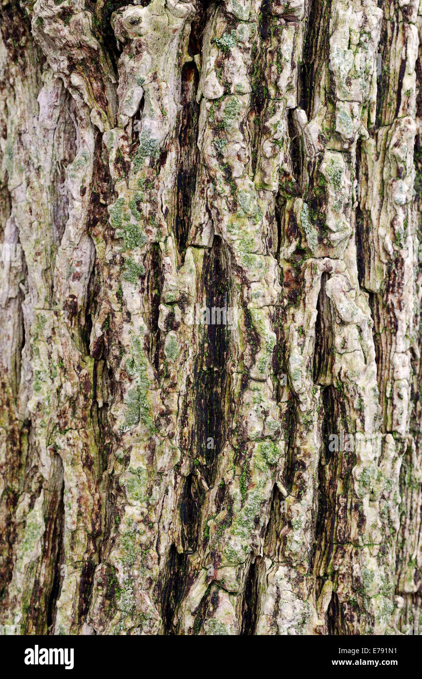 European Black Elderberry (Sambucus nigra), bark, North Rhine