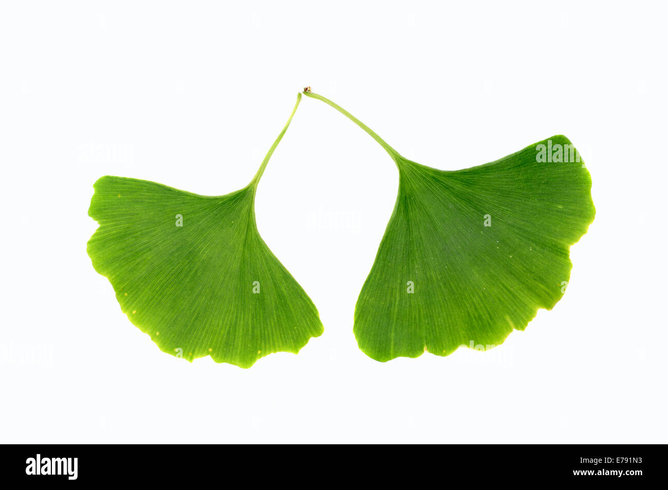 Ginkgo (Ginkgo biloba), leaves Stock Photo Alamy