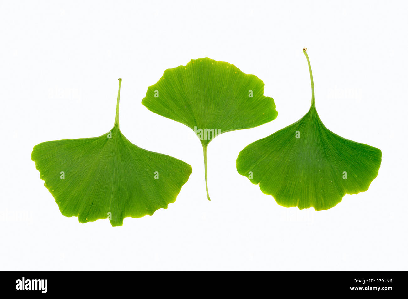 Ginkgo (Ginkgo biloba), leaves Stock Photo Alamy