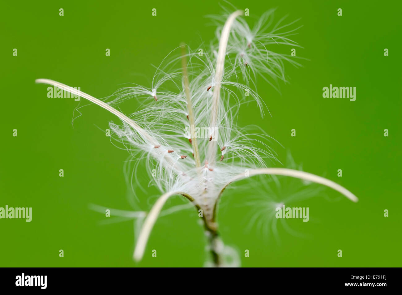 Smallflower Hairy Willowherb (Epilobium parviflorum), seeds, North Rhine-Westphalia, Germany Stock Photo
