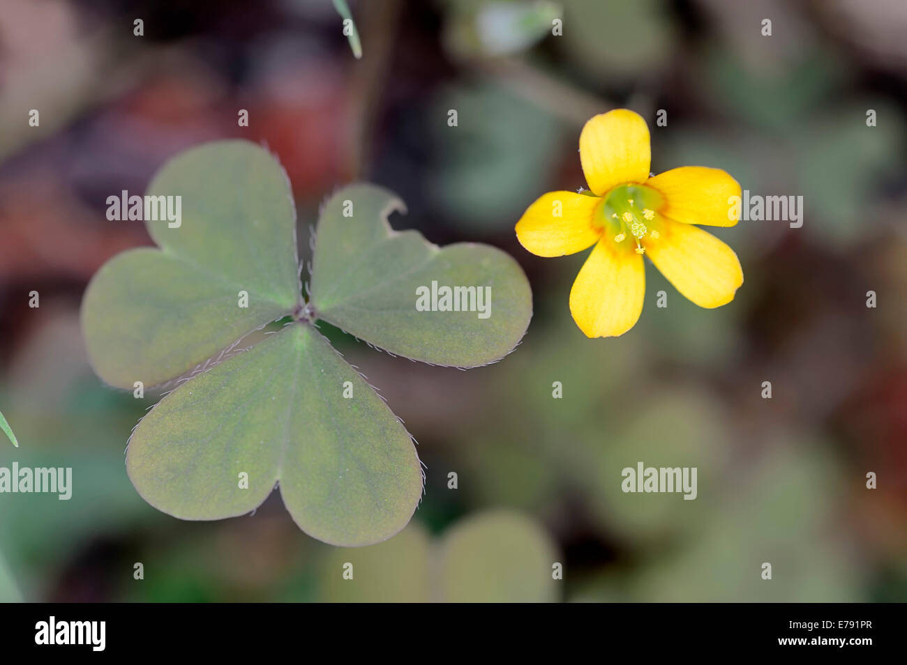Woodsorrel High Resolution Stock Photography And Images Alamy Woodsorrel High Resolution Stock Photography And Images Alamy