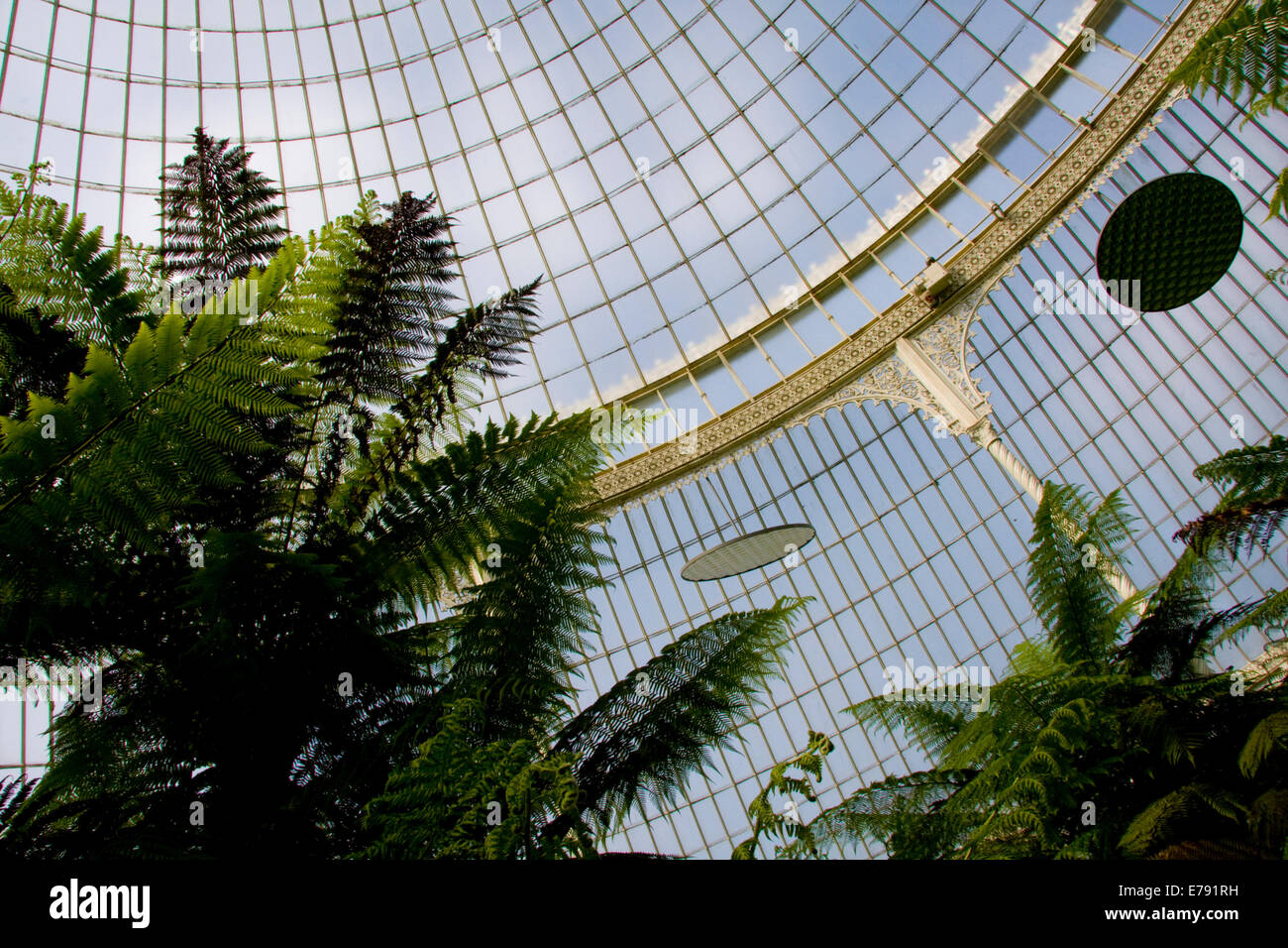 Glasgow greenhouse hires stock photography and images Alamy