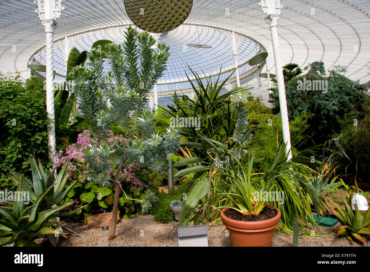 Plants in GLasgow greenhouse Stock Photo Alamy