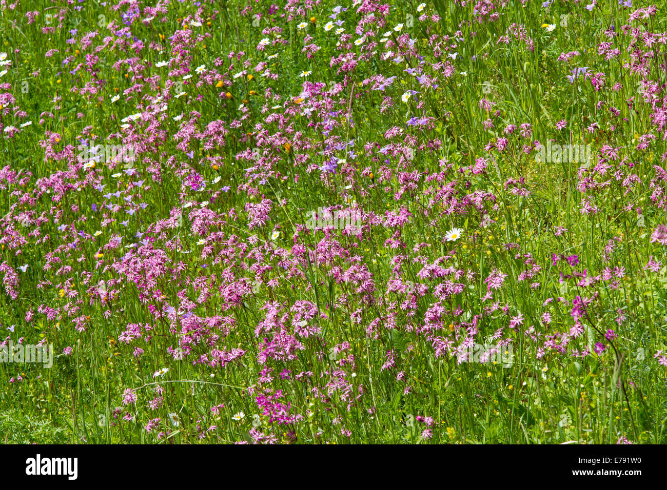 meadow wildflowers cuckoo light red carnations bellflower Stock Photo