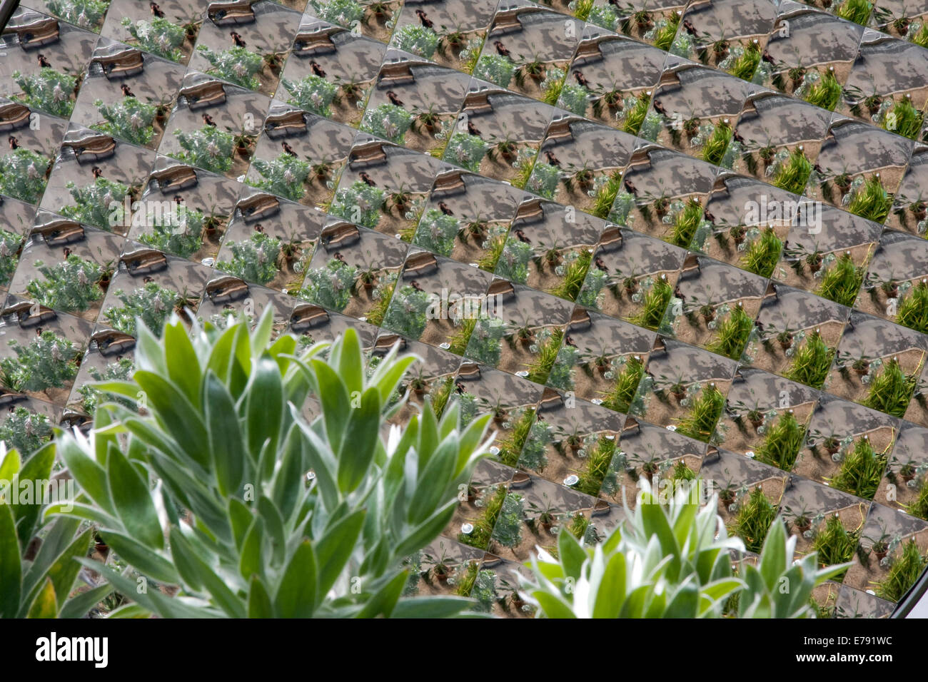 Succulent plants in Glasgow greenhouse Stock Photo