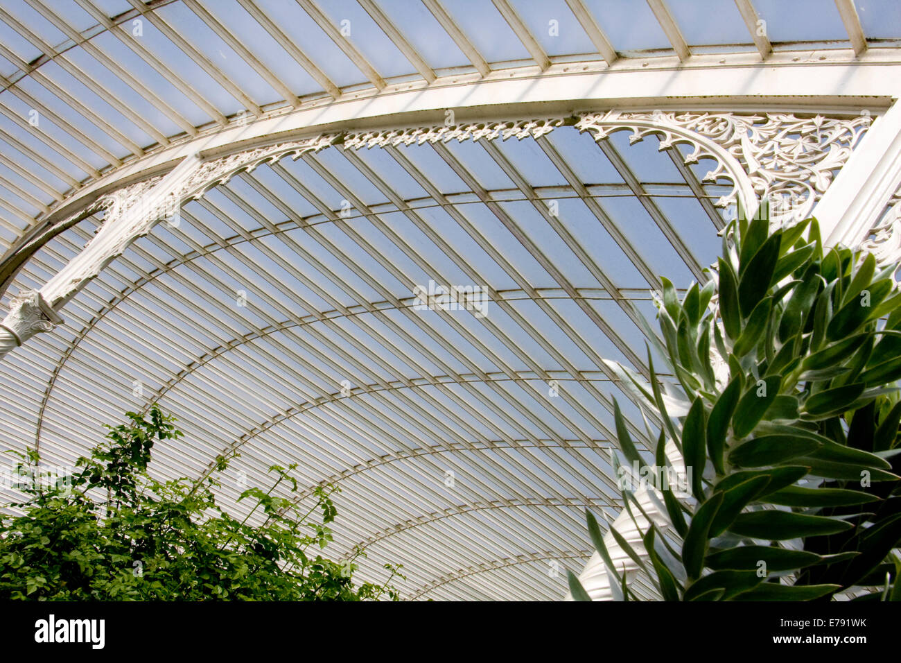 Glasgow greenhouse Stock Photo Alamy