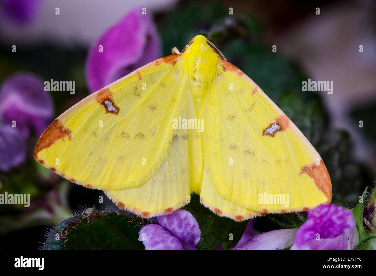 Brimstone moth (Opisthograptis luteolata) sitting on flowering dead-nettles in a garden in Sowerby, North Yorkshire. April. Stock Photo