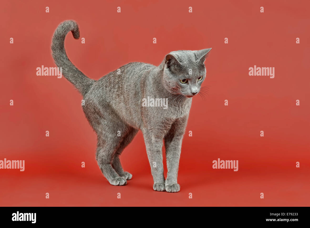 Russian Blue Cat Stock Photo Alamy