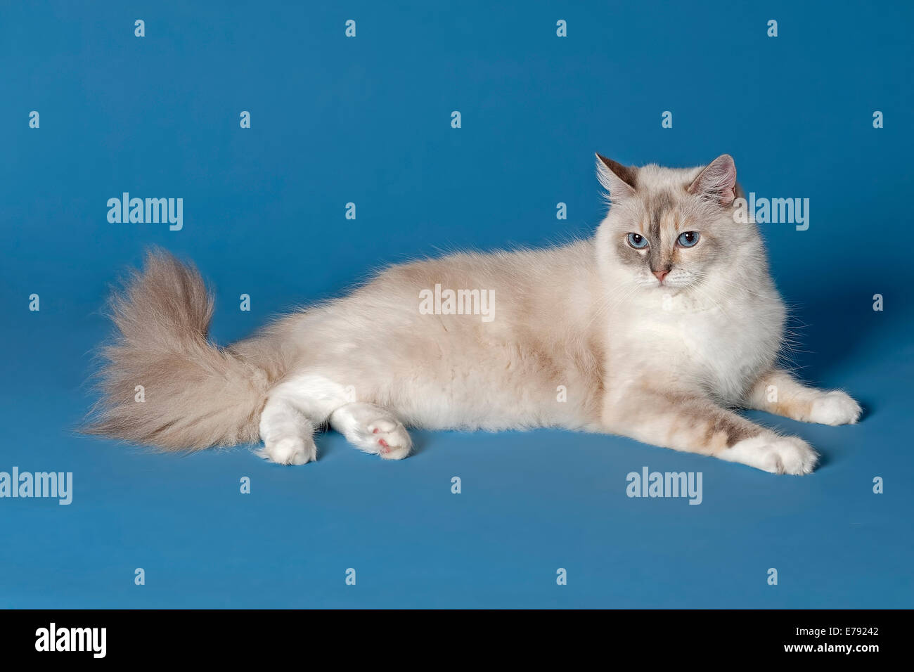 skrivestil gift Vedligeholdelse Blue mitted ragdoll cat hi-res stock photography and images - Alamy