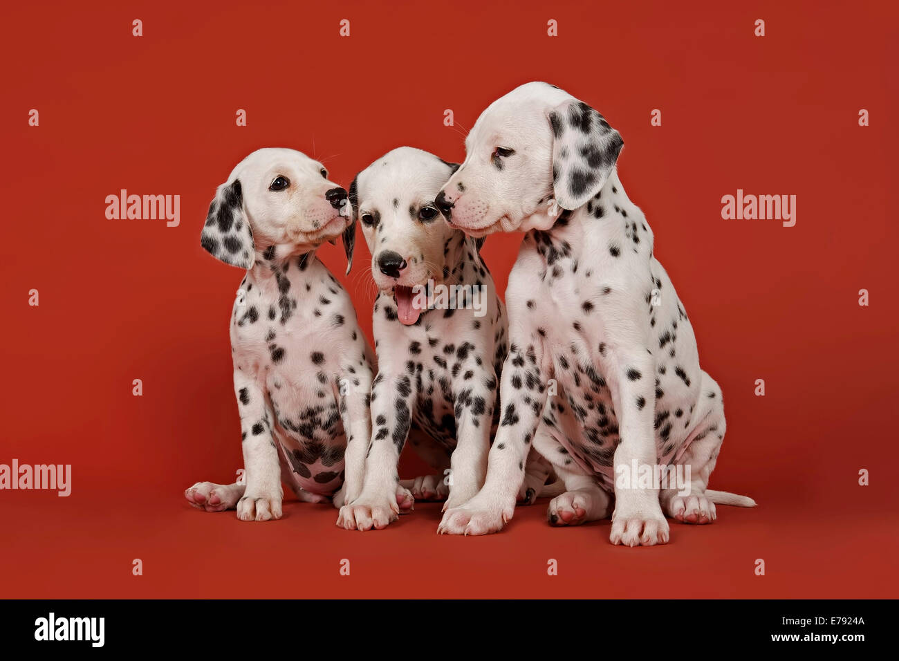 Three Dalmatian puppies, 6 weeks Stock Photo