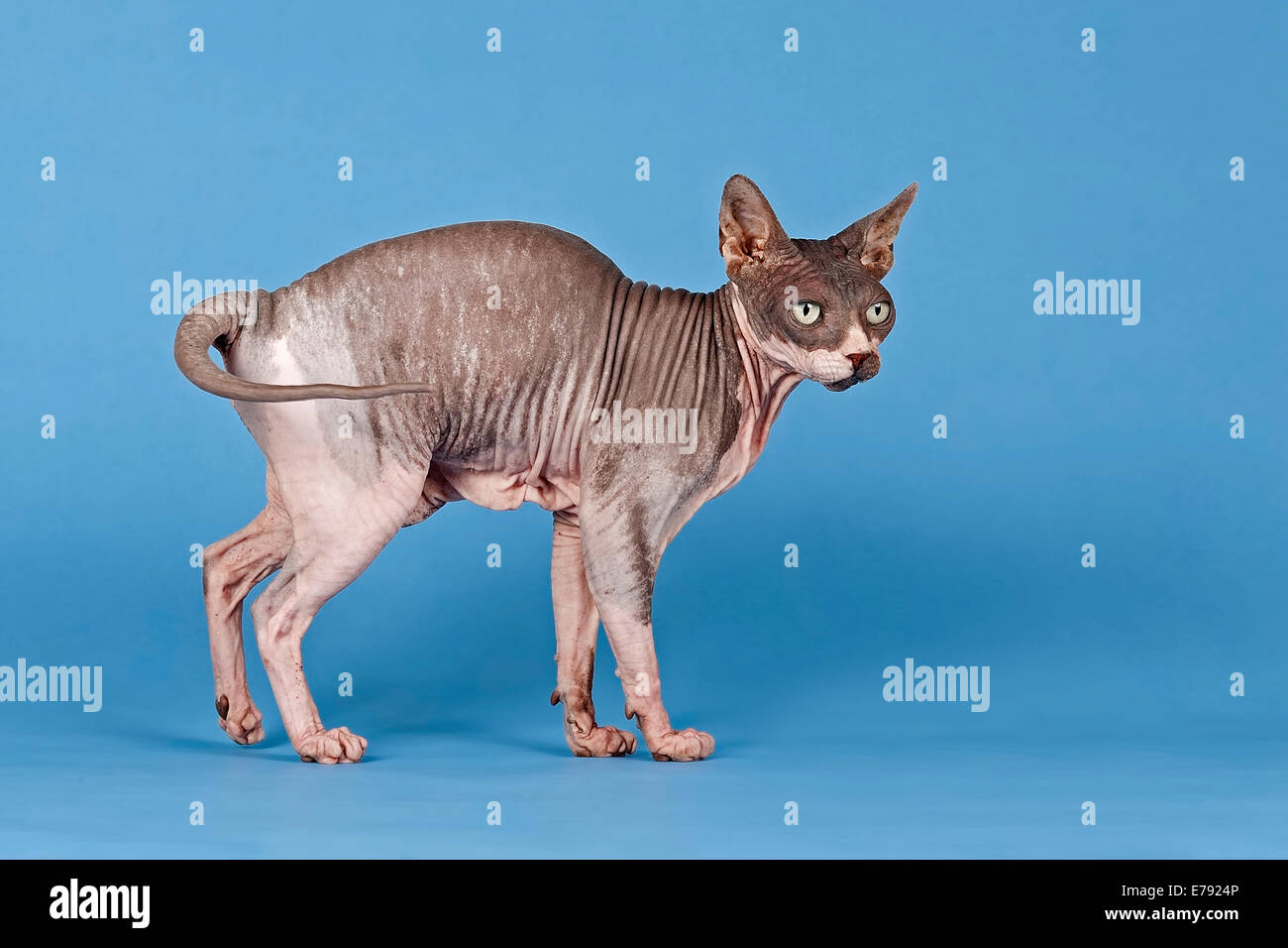Blue hairless cheap cat