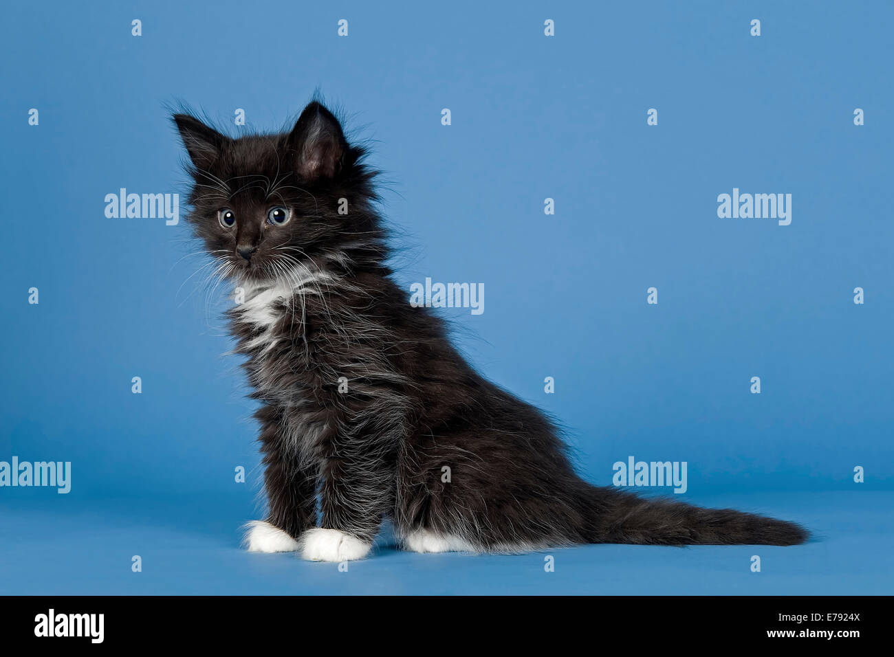 Norwegian Forest Baby Cat High Resolution Stock Photography And Images Alamy