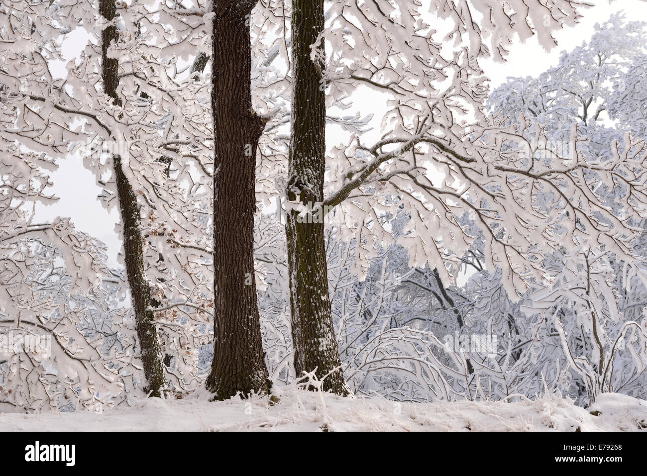 A forest in winter, trees covered with snow and hoarfrost, Roßtrappe cliff, Thale, Saxony-Anhalt, Germany Stock Photo