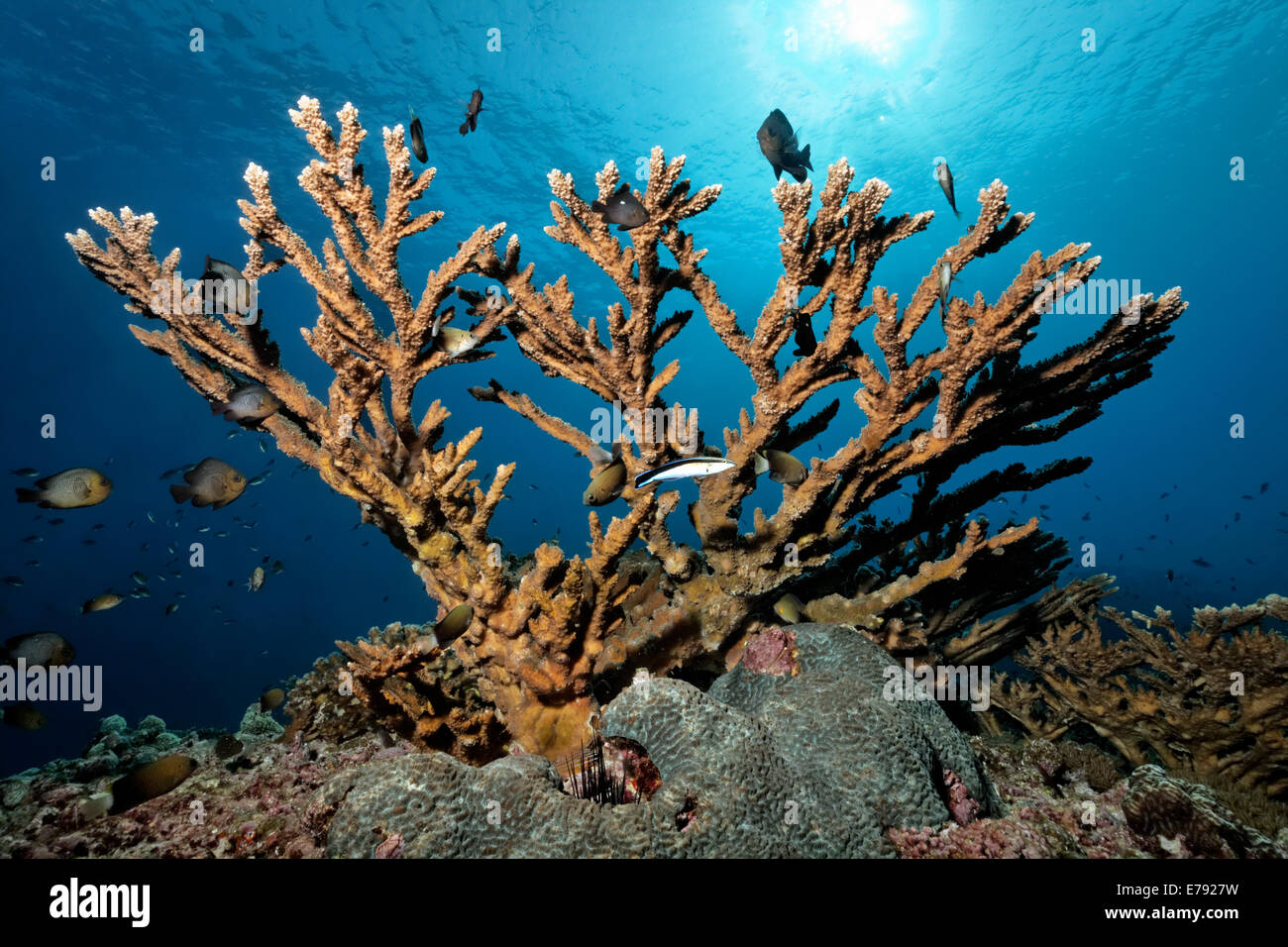 Stony Coral (Acropora sp.), a Bluestreak Cleaner wrasse(Labroides dimidiatus), and various types of damselfish (Pomacentridae) Stock Photo