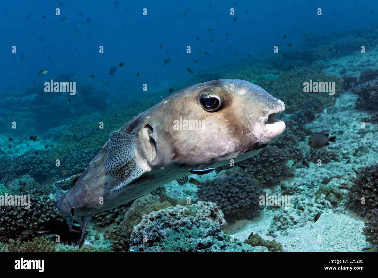 Spotfin burrfish (Chilomycterus reticulatus), Dimaniyat Islands nature reserve, Al Batinah region, Oman Stock Photo