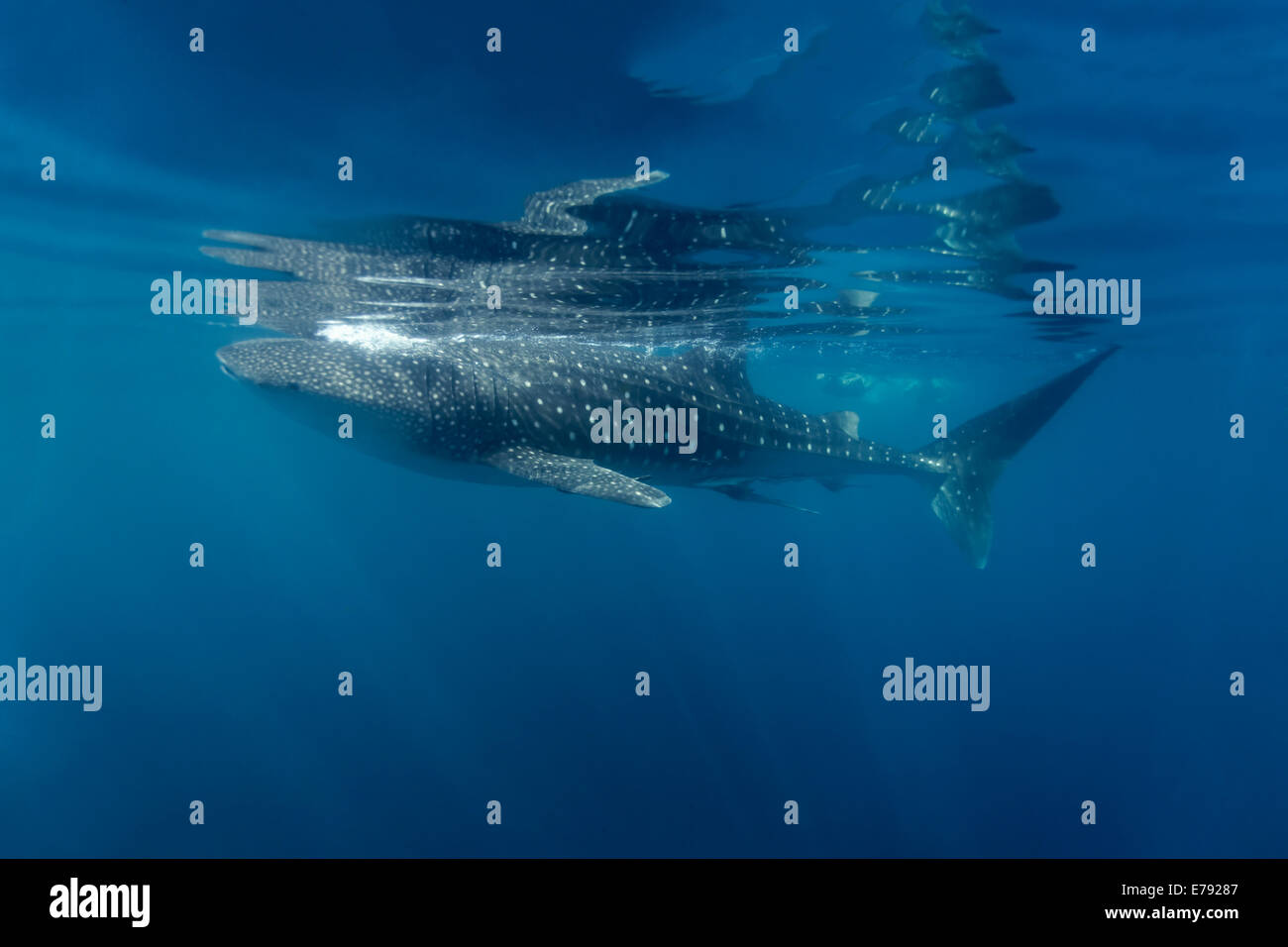 Whale Shark (Rhincodon typus) just below the surface, Dimaniyat Islands nature reserve, Al Batinah region, Oman Stock Photo