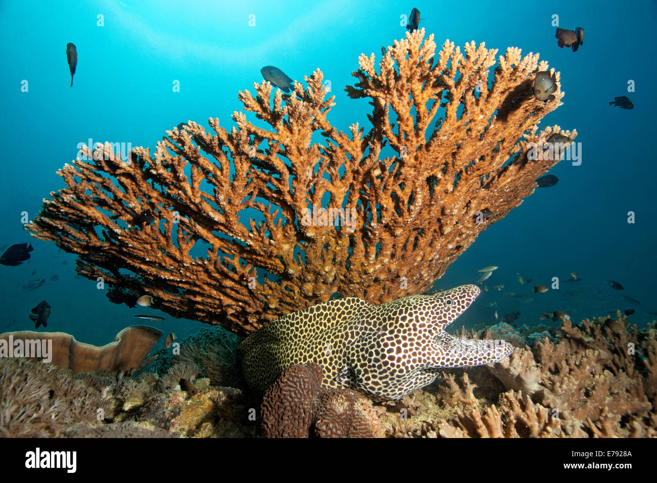 Laced Moray (Gymnothorax favagineus) with its mouth wide open sitting beneath Acropora corals (Acropora sp.) Stock Photo