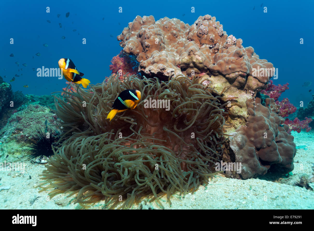 Clark's Anemonefish (Amphiprion clarkii) at a coral reef with a Sebae Anemone (Heteractis crispa) Stock Photo