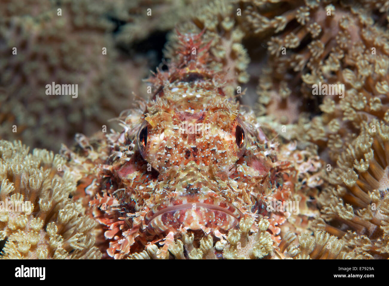 Bearded scorpionfish (Scorpaenopsis barbata) hidden amongst leathery corals (Alcyoniidae), Dimaniyat Islands nature reserve Stock Photo