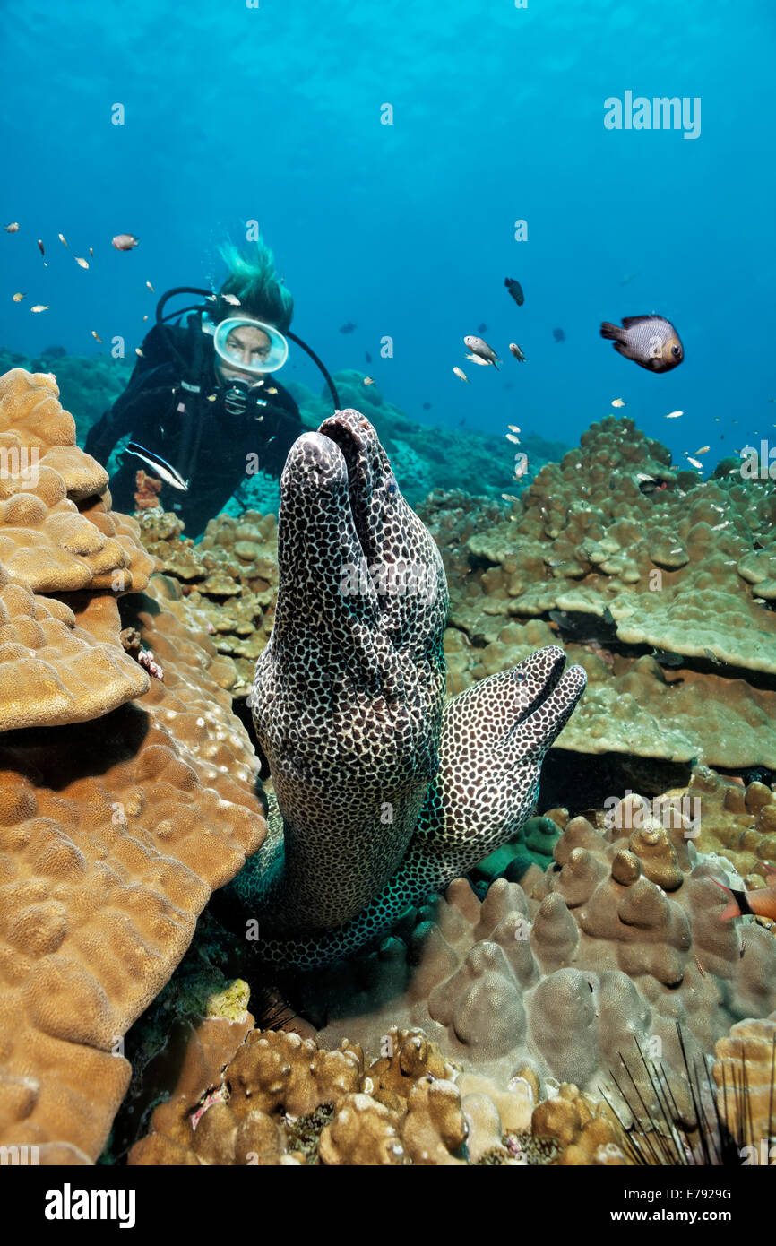 Two Laced Morays (Gymnothorax favagineus) at a coral reef, a diver at the back, Dimaniyat Islands nature reserve Stock Photo