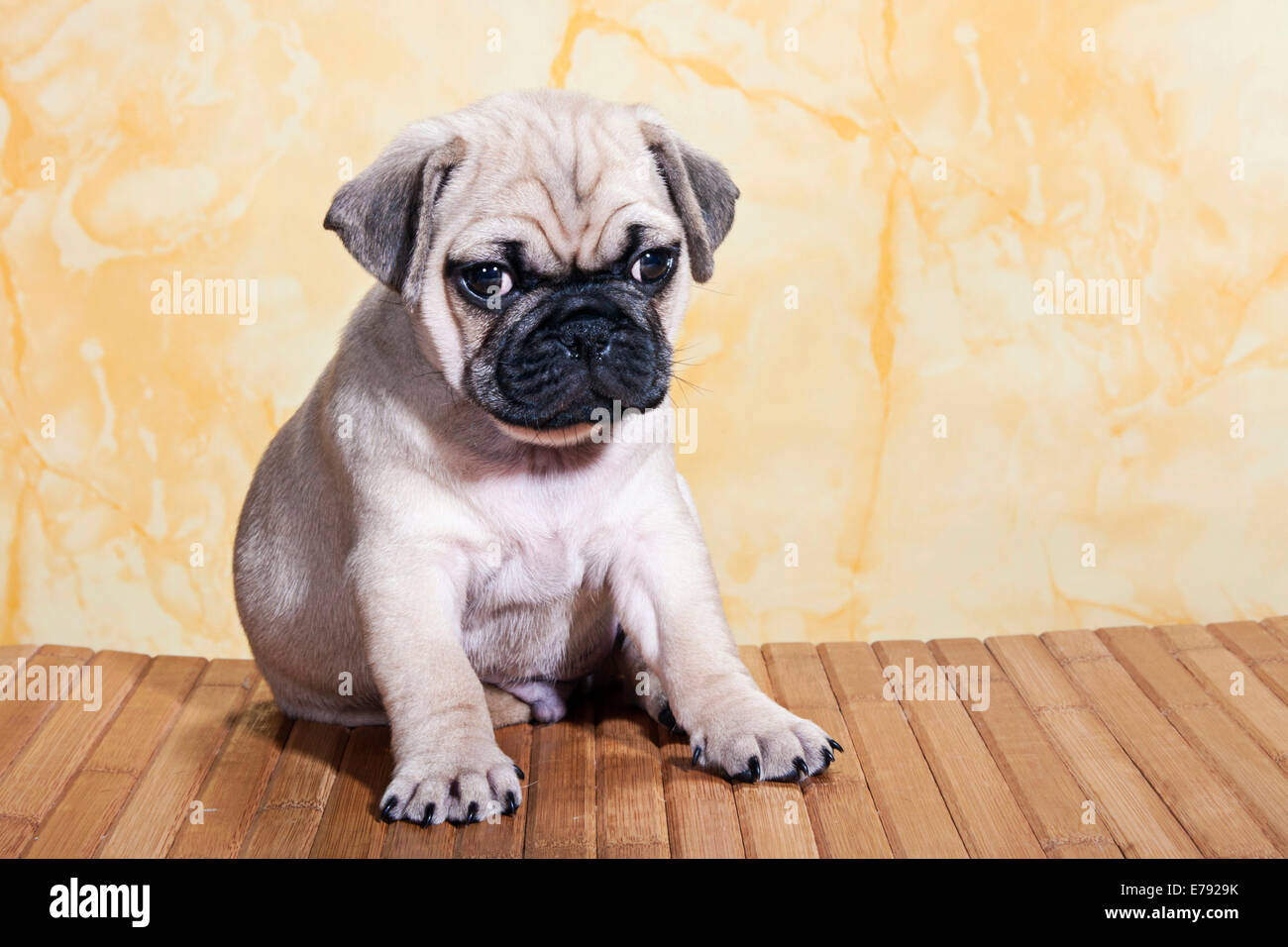 Pug, puppy, sitting Stock Photo