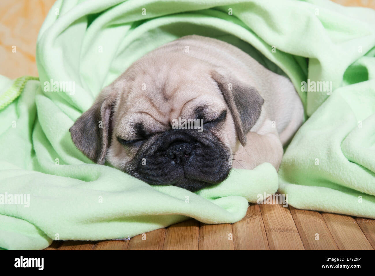Pug, puppy, sleeping with a blanket Stock Photo