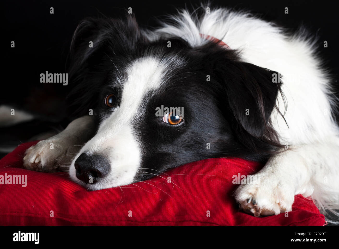 Red Border Collie Stock Photos Red Border Collie Stock Images