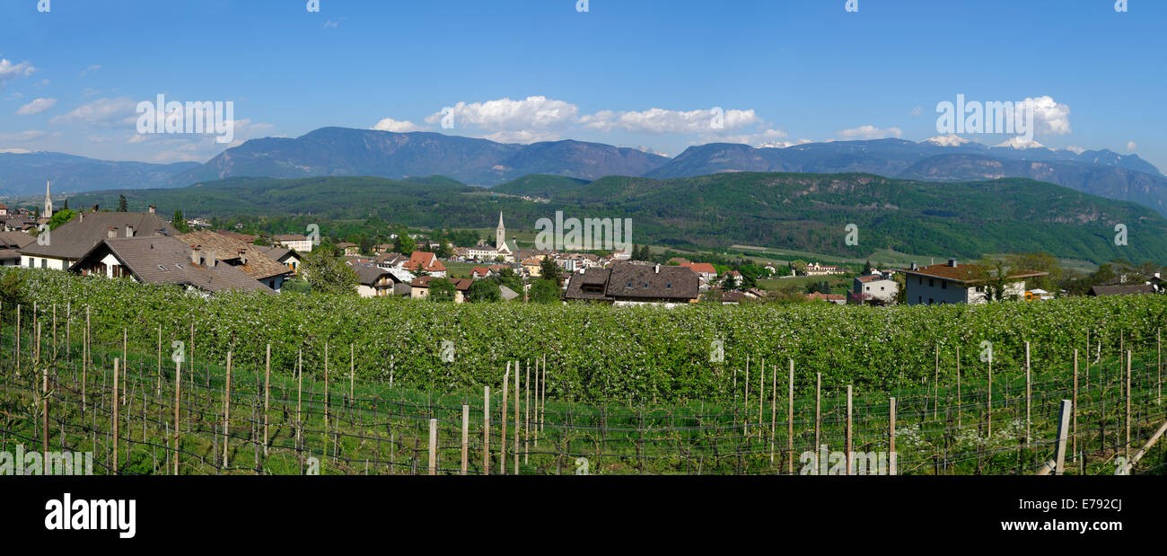 Vines, Kaltern, Wine Route, Province of South Tyrol, Italy Stock Photo