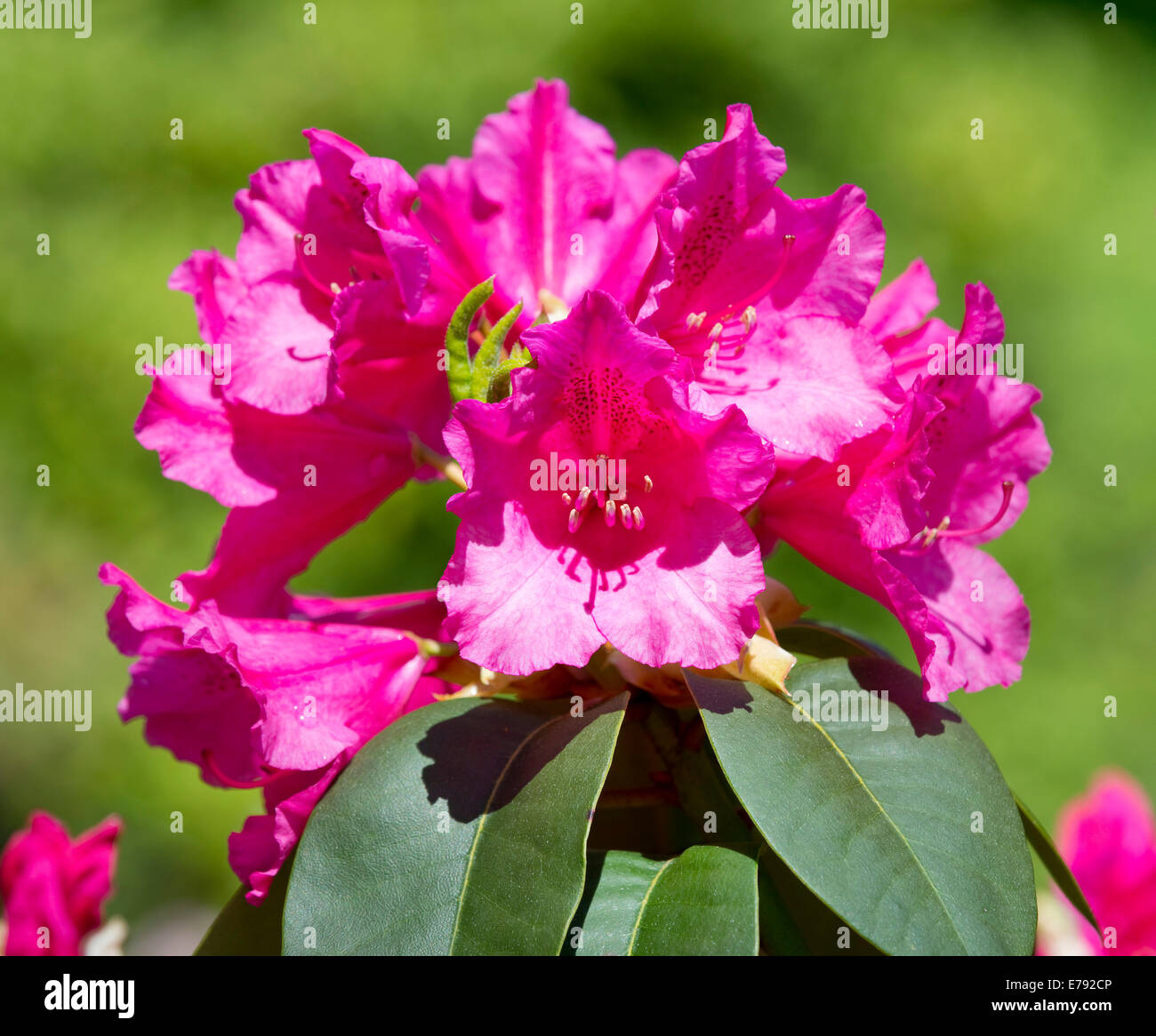 Williams Rhododendron (Rhododendron williamsianum), flowering, Thuringia, Germany Stock Photo