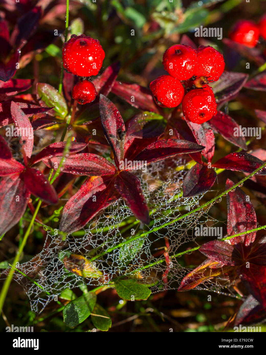Alpine Bearberry (Arctostaphylos alpinus), colored leaves and berries in autumn, Troms, Norway Stock Photo