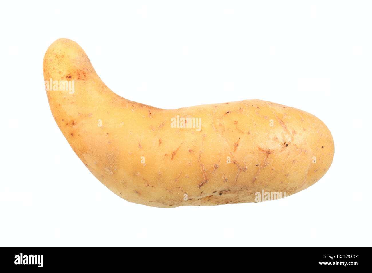 Potato, 'Spargelkartoffel' variety Stock Photo