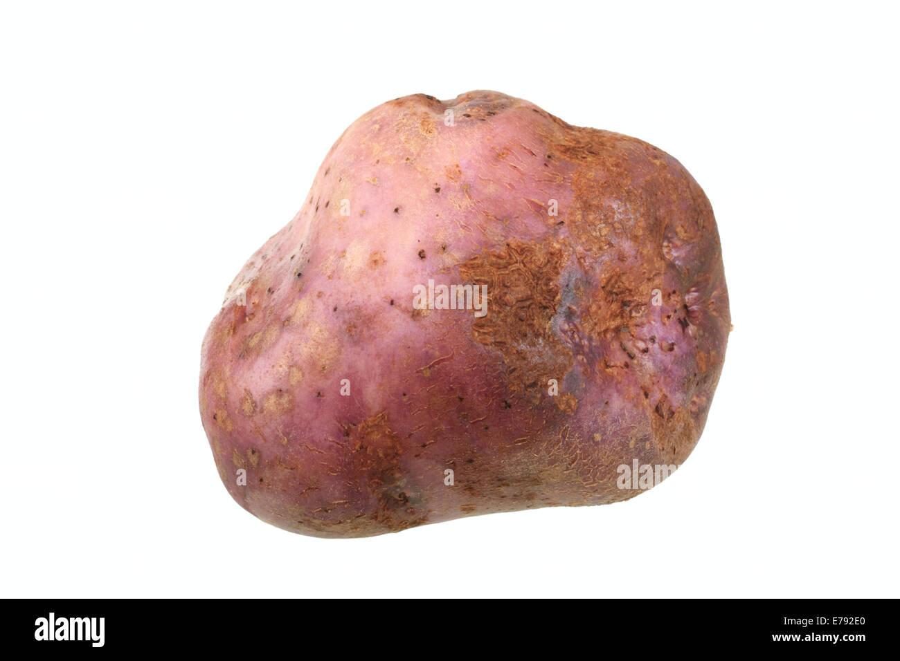 Potato, Skerry Blue variety Stock Photo