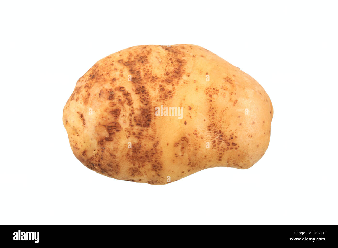 Potato, 'Industrie' variety Stock Photo