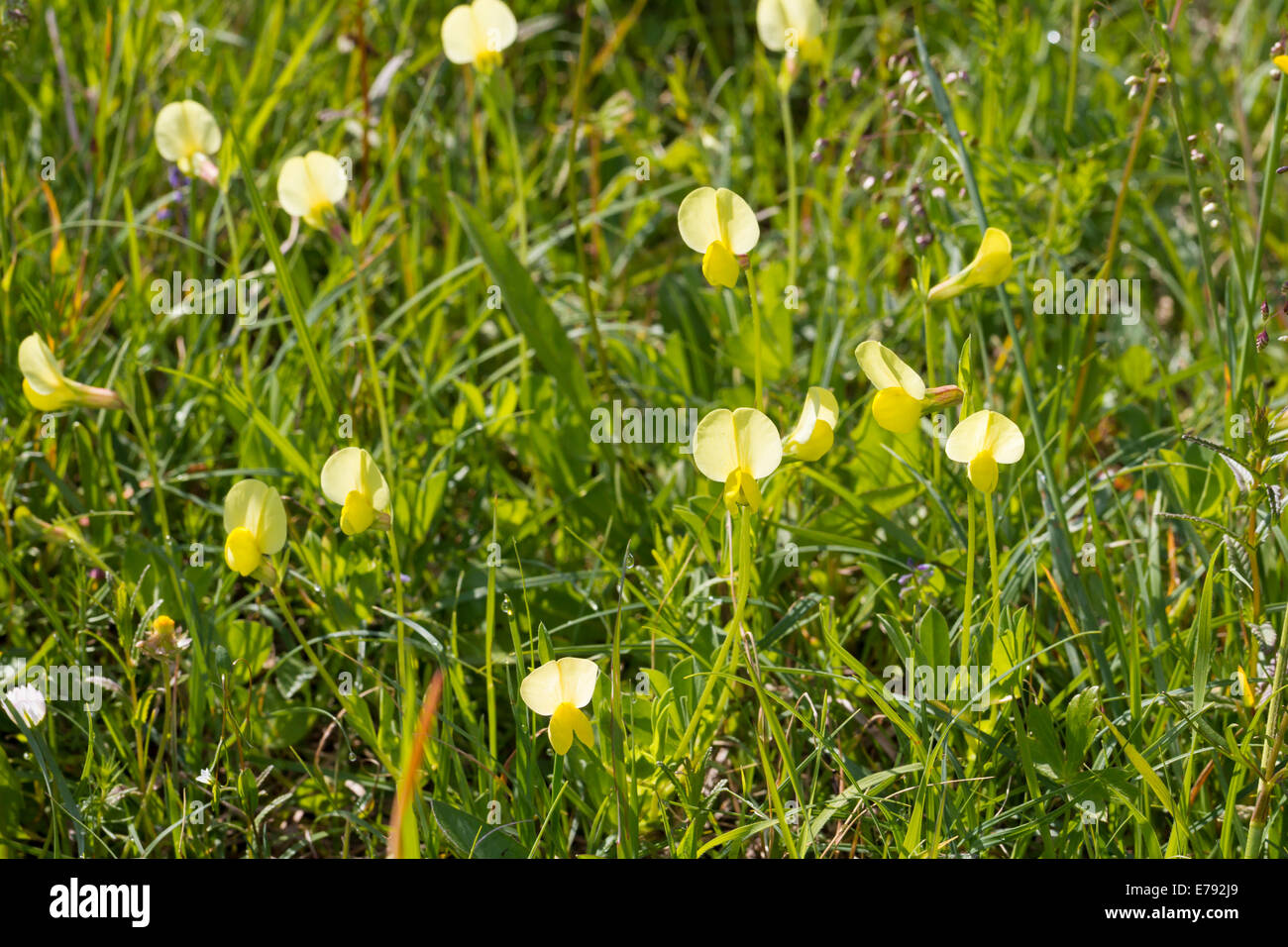 Dragon's Teeth Lotus maritimus Spargelbohne Spargelerbse Spargelklee Spargelschote Tetragonolobus maritimus Stock Photo