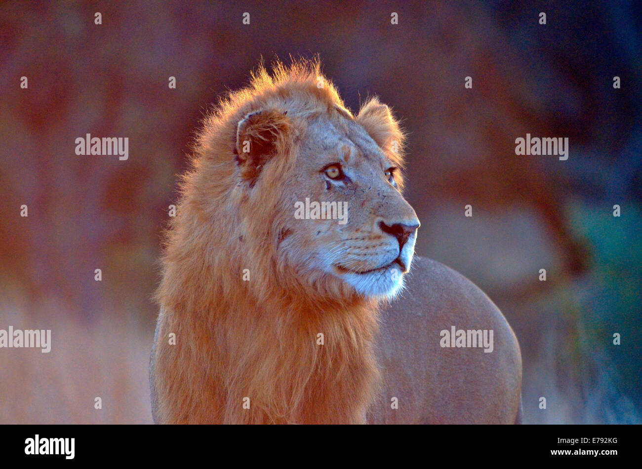 Majestic male lion golden mane hi-res stock photography and images - Alamy