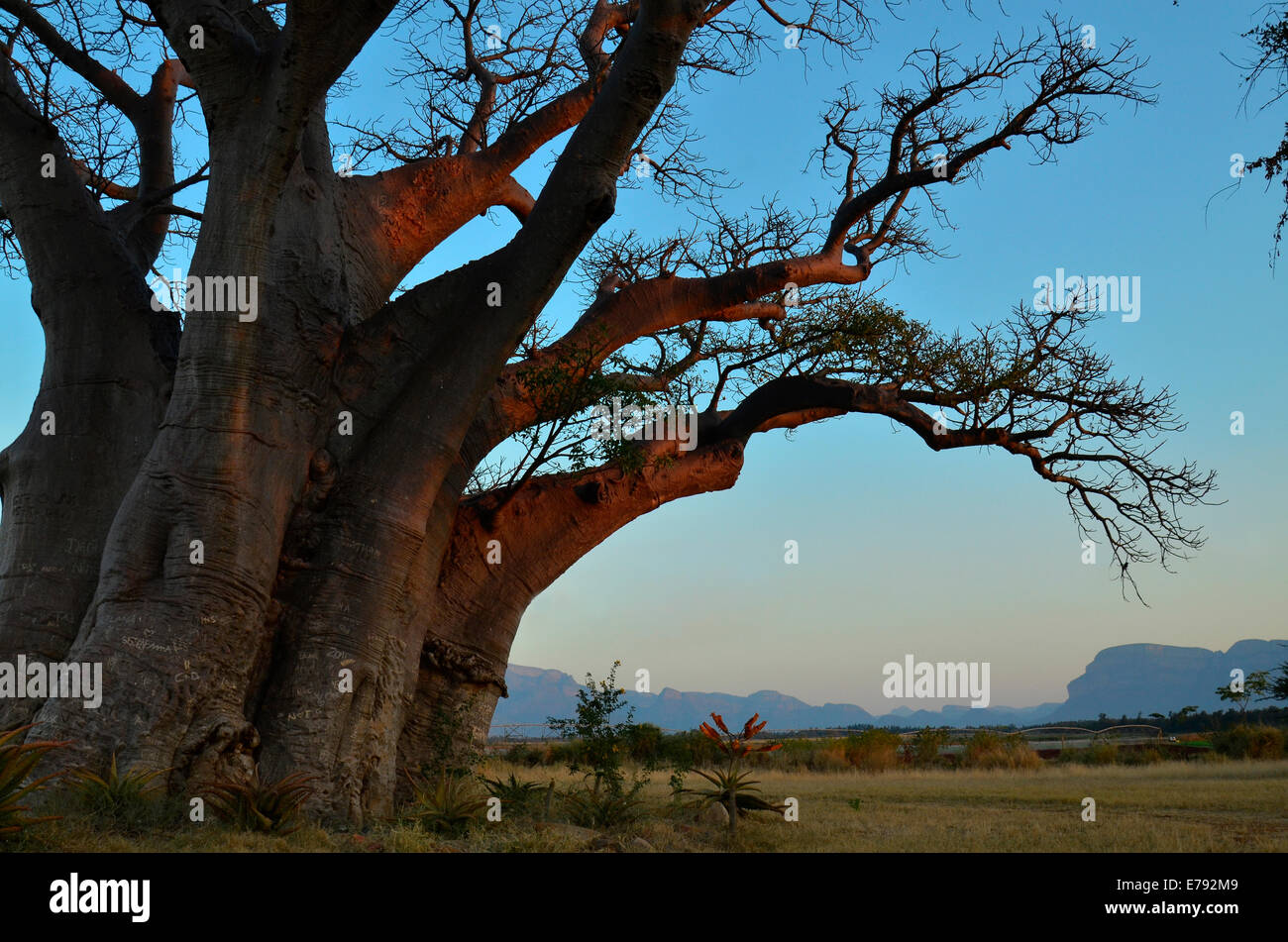 Baobab tree against evening skyline and pale blue mountains, Limpopo province, South Africa Stock Photo