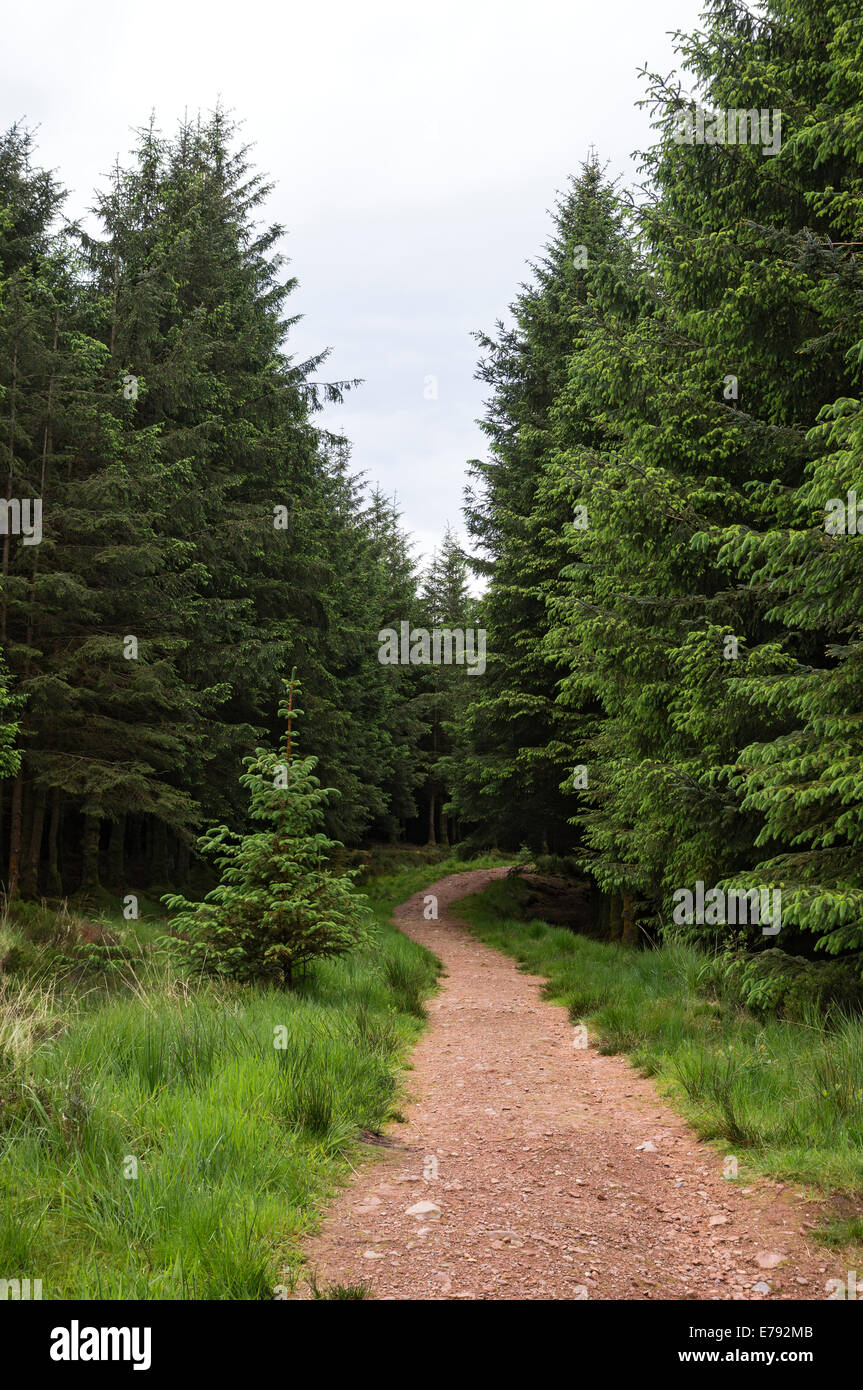 Forest walk with path, Isle of Arran, Scotland Stock Photo