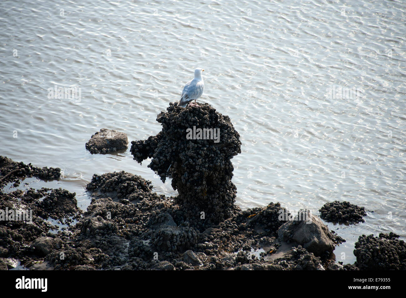 Seagull Water Mussels Bed River Saltwater Stock Photo