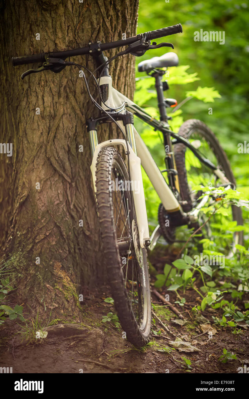 white mountain bike standing near old tree in park Stock Photo - Alamy