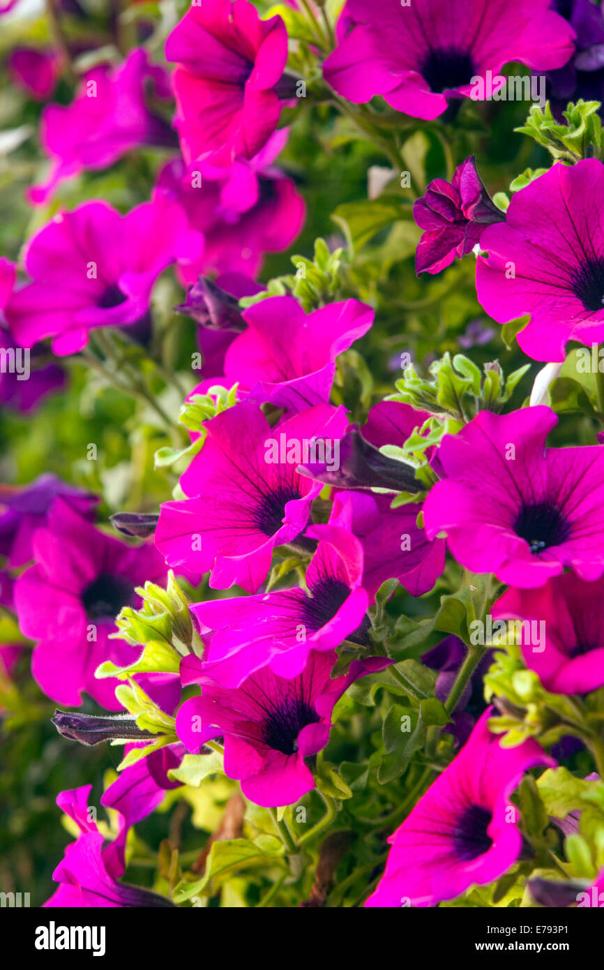 Pink petunia flower plants blooming Stock Photo Alamy