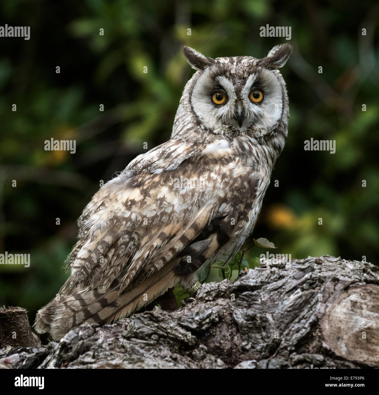 Long Eared Owl (Asio otus, previously Strix otus). Not a wild owl Stock Photo