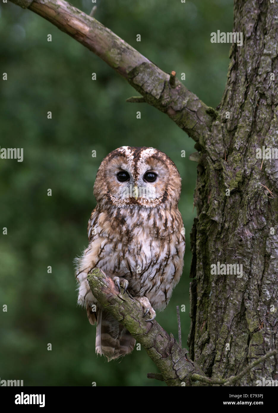 Tawny Owl  (Strix aluco) Not a wild owl Stock Photo