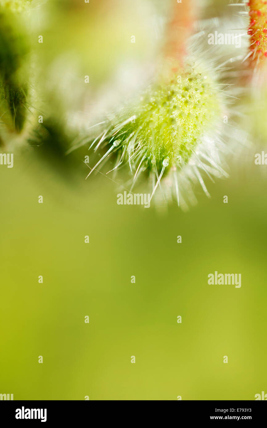 Daucus carota (wild carrot flower), close-up, macro shot. Stock Photo