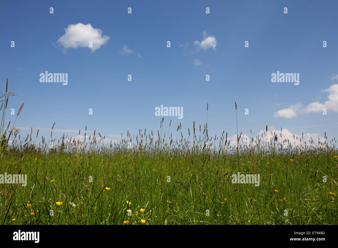Grassland and sky Stock Photo