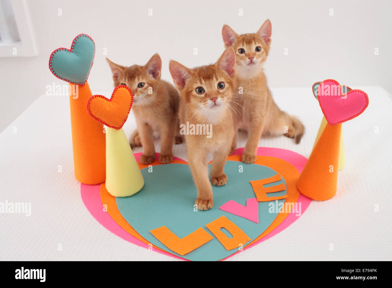 Breeding cats hi-res stock photography and images - Alamy