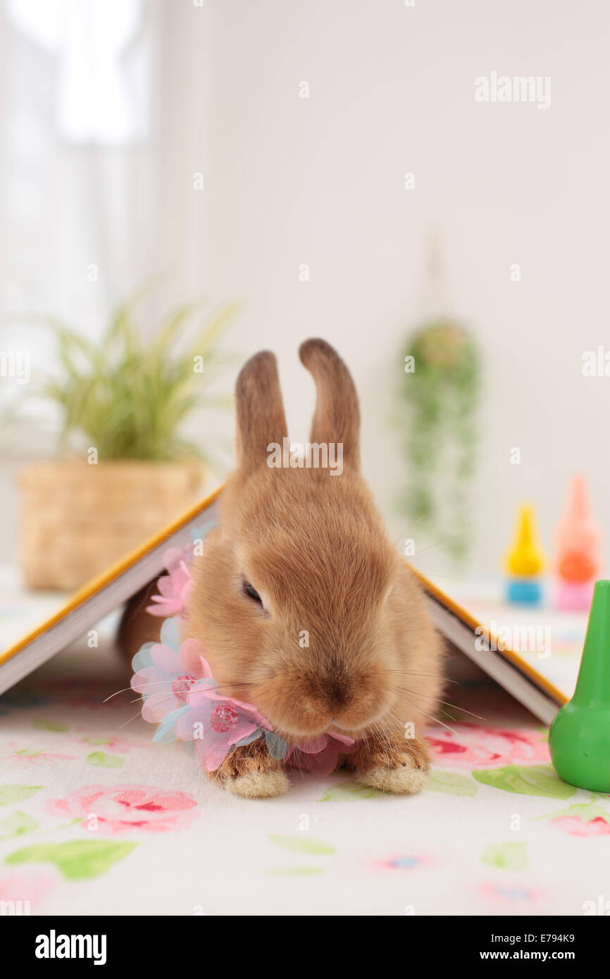 Sleepy rabbit hi-res stock photography and images - Alamy